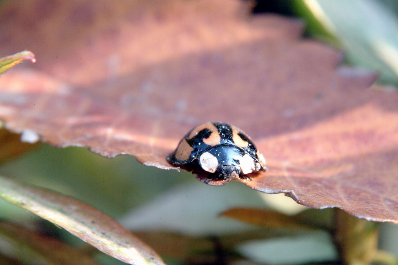 남생이무당벌레 Aiolocaria hexaspilota (Coccinellid Beetle); DISPLAY FULL IMAGE.