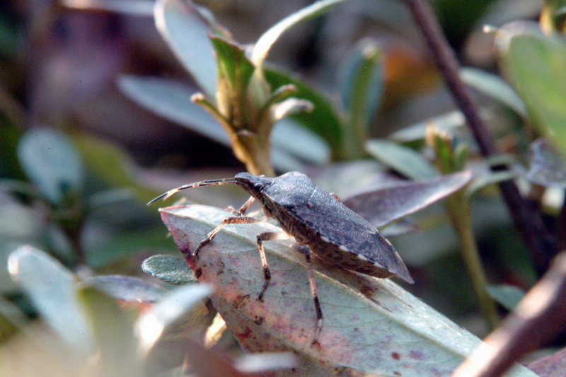 썩덩나무노린재 Halyomorpha halys (Brown Marmorated Stink Bug); DISPLAY FULL IMAGE.