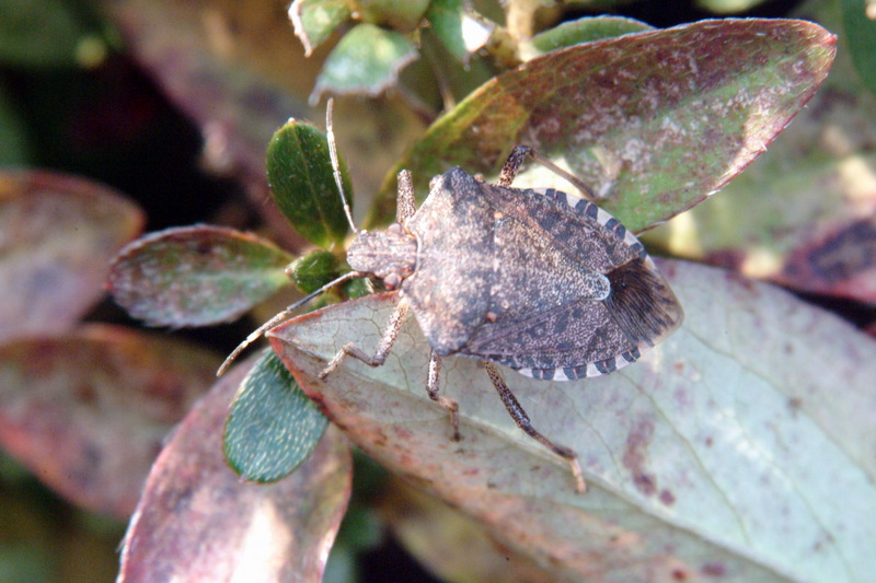 썩덩나무노린재 Halyomorpha halys (Brown Marmorated Stink Bug); DISPLAY FULL IMAGE.