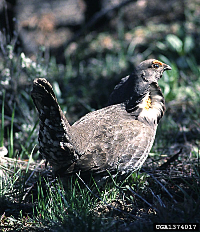 Blue Grouse (Dendragapus obscurus) {!--청뇌조(靑雷鳥)-->; DISPLAY FULL IMAGE.