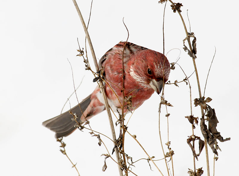 양진이 / 수컷 | 양진이 Carpodacus roseus (Pallas's Rosefinch); DISPLAY FULL IMAGE.