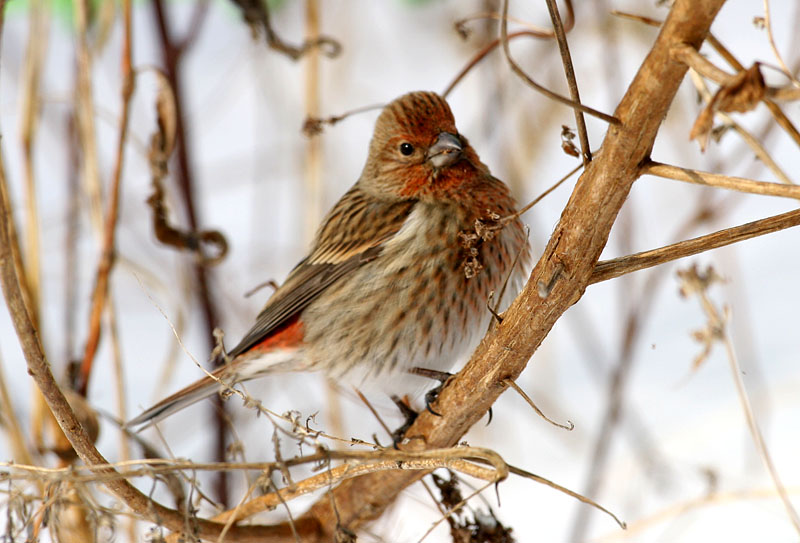 양진이 / 암컷 | 양진이 Carpodacus roseus (Pallas's Rosefinch); DISPLAY FULL IMAGE.