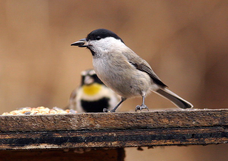 쇠박새 Parus palustris hellmayri (Marsh Tit); DISPLAY FULL IMAGE.