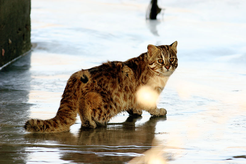 귀한 동물 삵 | 살쾡이 Prionailurus bengalensis euptilurus (Amur Leopard Cat); DISPLAY FULL IMAGE.