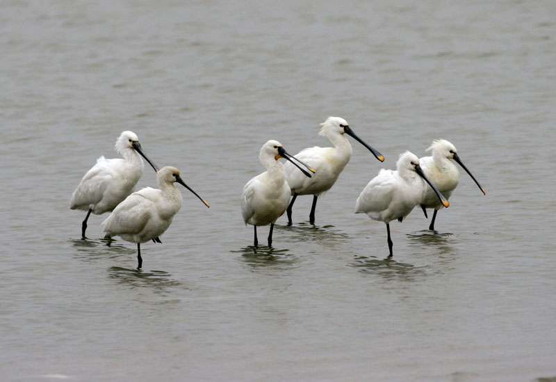 천수만 노랑부리 저어새 | 노랑부리저어새 Platalea leucorodia (Eurasian Spoonbill); DISPLAY FULL IMAGE.