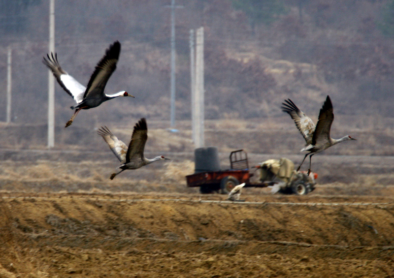 진객 캐나다 두루미 한 쌍 | 캐나다두루미 Grus canadensis (Sandhill Crane); DISPLAY FULL IMAGE.