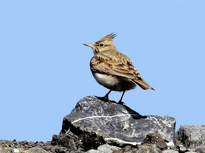 뿔종다리 / 천수만 | 뿔종다리 Galerida cristata (Crested Lark); DISPLAY FULL IMAGE.