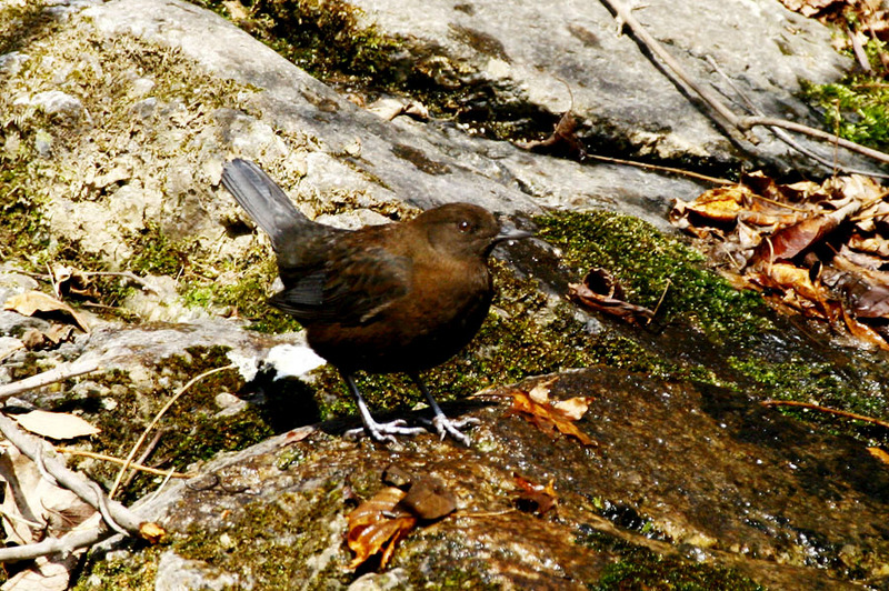 물까마귀 Cinclus pallasii (Brown Dipper); DISPLAY FULL IMAGE.