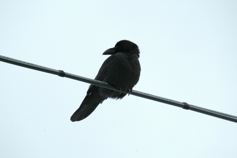 큰부리까마귀 Corvus macrorhynchos (Jungle Crow); DISPLAY FULL IMAGE.