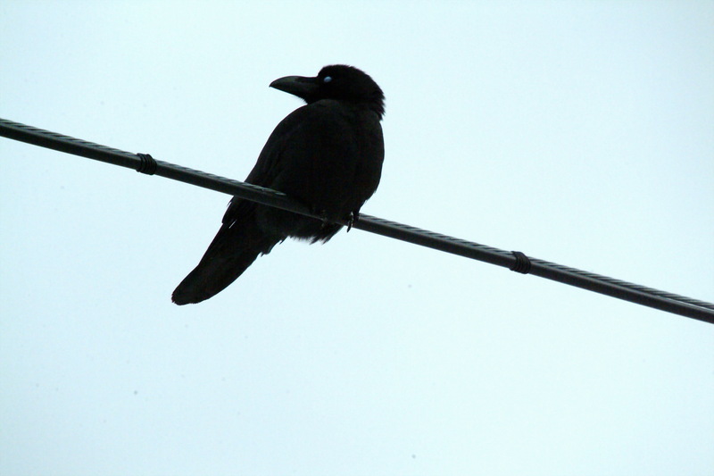 큰부리까마귀 Corvus macrorhynchos (Jungle Crow); DISPLAY FULL IMAGE.