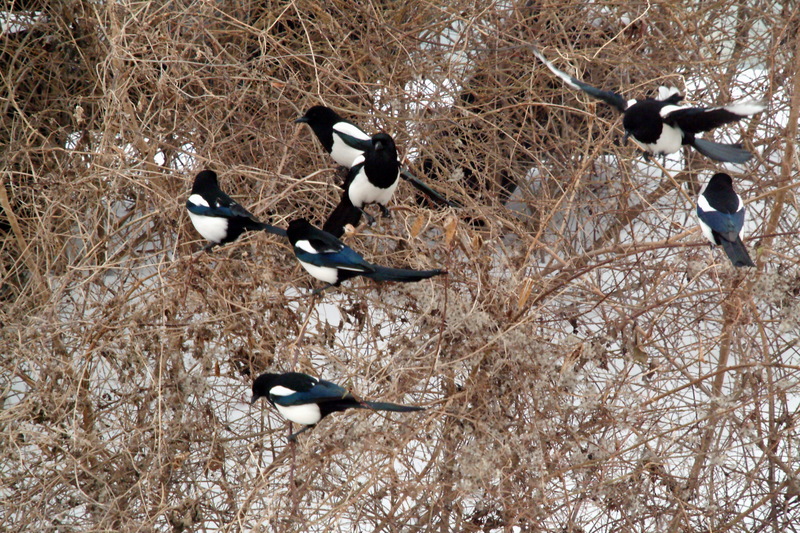 까치 Pica pica (Black-billed Magpie); DISPLAY FULL IMAGE.