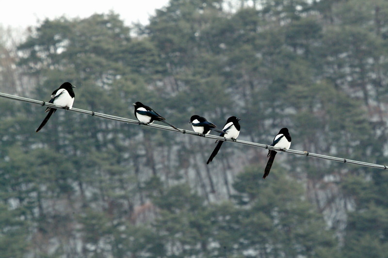 까치 Pica pica (Black-billed Magpie); DISPLAY FULL IMAGE.