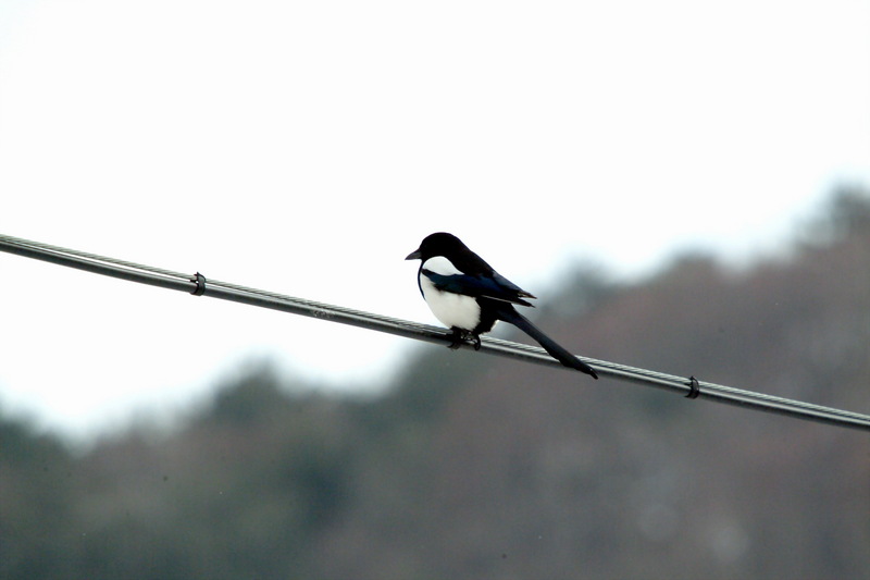 까치 Pica pica (Black-billed Magpie); DISPLAY FULL IMAGE.
