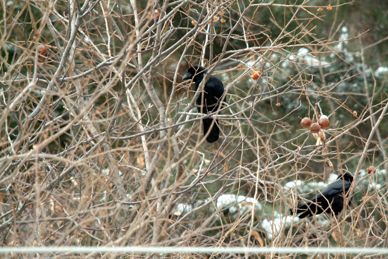 큰부리까마귀 Corvus macrorhynchos (Jungle Crow); DISPLAY FULL IMAGE.