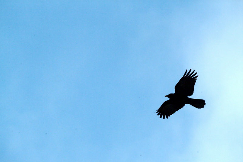 큰부리까마귀 Corvus macrorhynchos (Jungle Crow); DISPLAY FULL IMAGE.