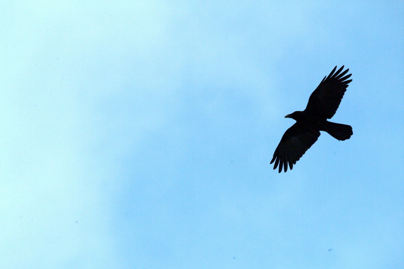 큰부리까마귀 Corvus macrorhynchos (Jungle Crow); DISPLAY FULL IMAGE.