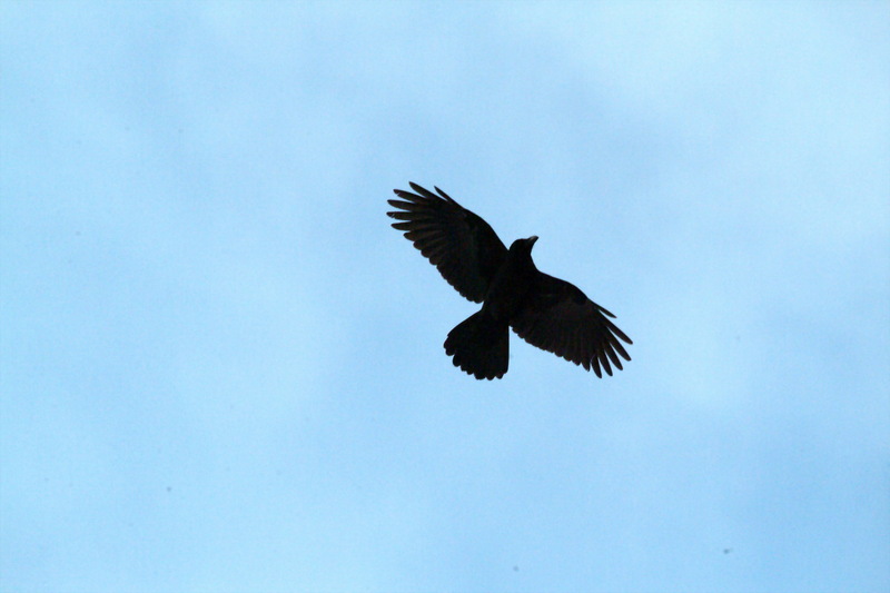 큰부리까마귀 Corvus macrorhynchos (Jungle Crow); DISPLAY FULL IMAGE.