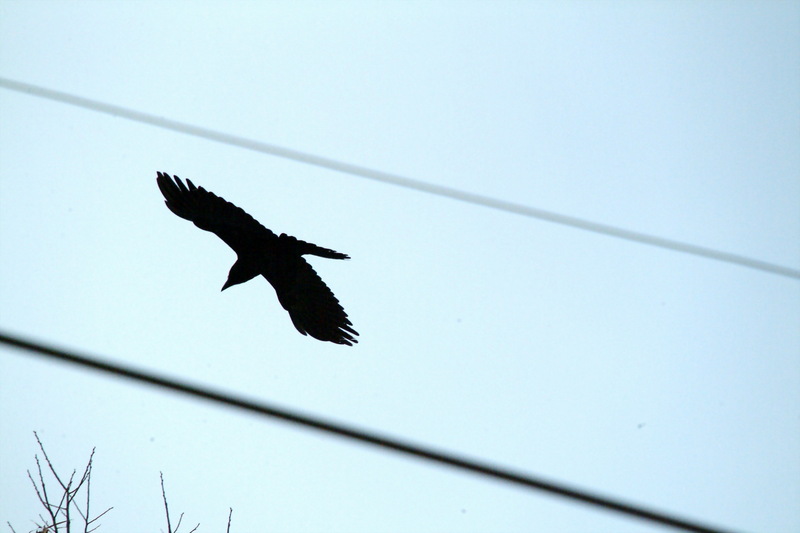 큰부리까마귀 Corvus macrorhynchos (Jungle Crow); DISPLAY FULL IMAGE.