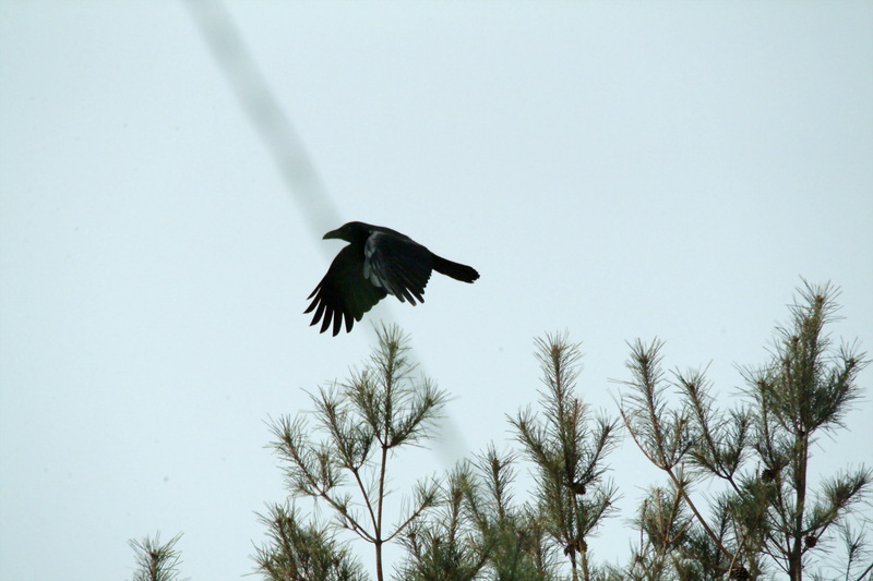 큰부리까마귀 Corvus macrorhynchos (Jungle Crow); DISPLAY FULL IMAGE.