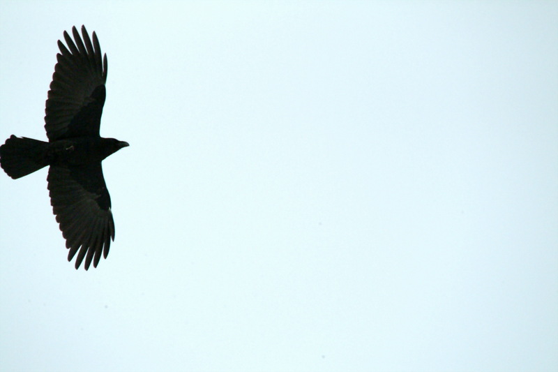 큰부리까마귀 Corvus macrorhynchos (Jungle Crow); DISPLAY FULL IMAGE.