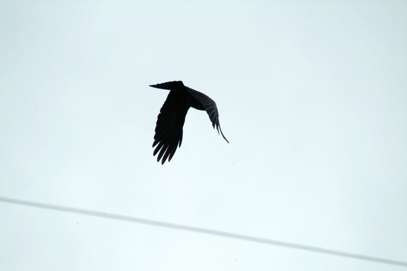 큰부리까마귀 Corvus macrorhynchos (Jungle Crow); DISPLAY FULL IMAGE.