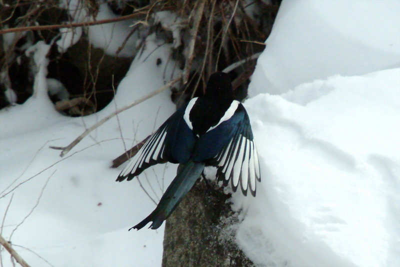 까치 Pica pica (Black-billed Magpie); DISPLAY FULL IMAGE.