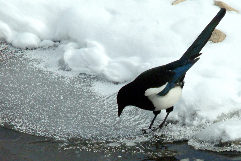 까치 Pica pica (Black-billed Magpie); DISPLAY FULL IMAGE.