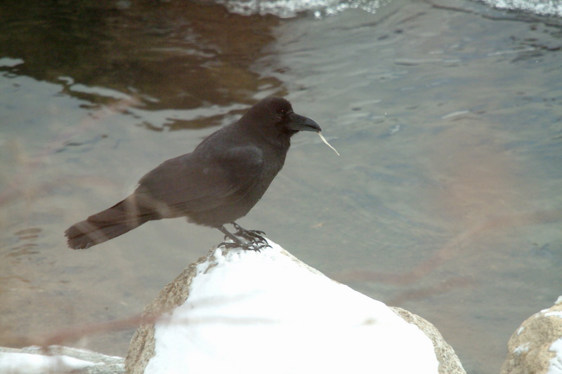 큰부리까마귀 Corvus macrorhynchos (Jungle Crow); DISPLAY FULL IMAGE.