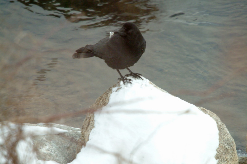큰부리까마귀 Corvus macrorhynchos (Jungle Crow); DISPLAY FULL IMAGE.