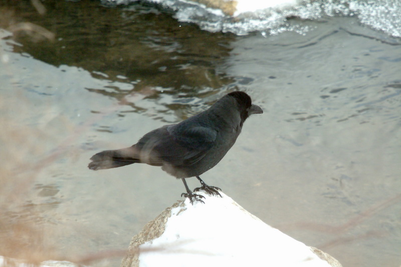 큰부리까마귀 Corvus macrorhynchos (Jungle Crow); DISPLAY FULL IMAGE.