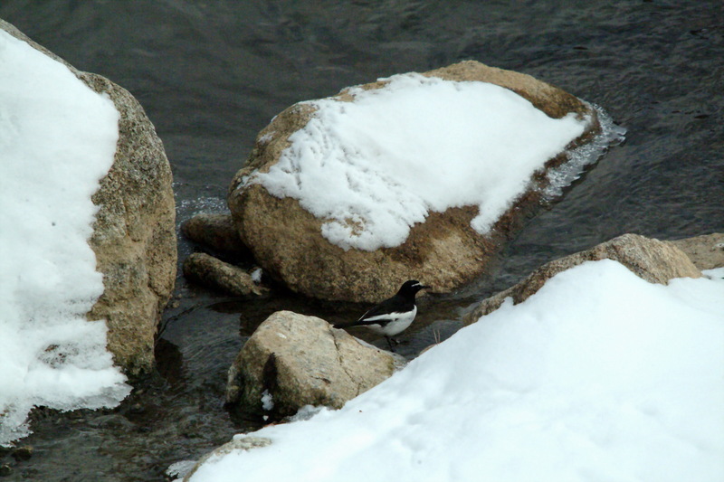 검은등할미새 Motacilla grandis (Japanese Wagtail); DISPLAY FULL IMAGE.