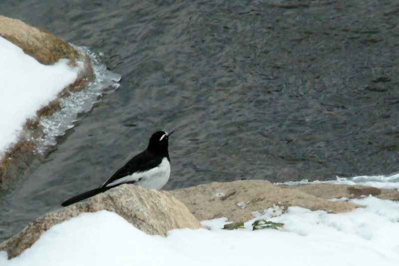 검은등할미새 Motacilla grandis (Japanese Wagtail); DISPLAY FULL IMAGE.