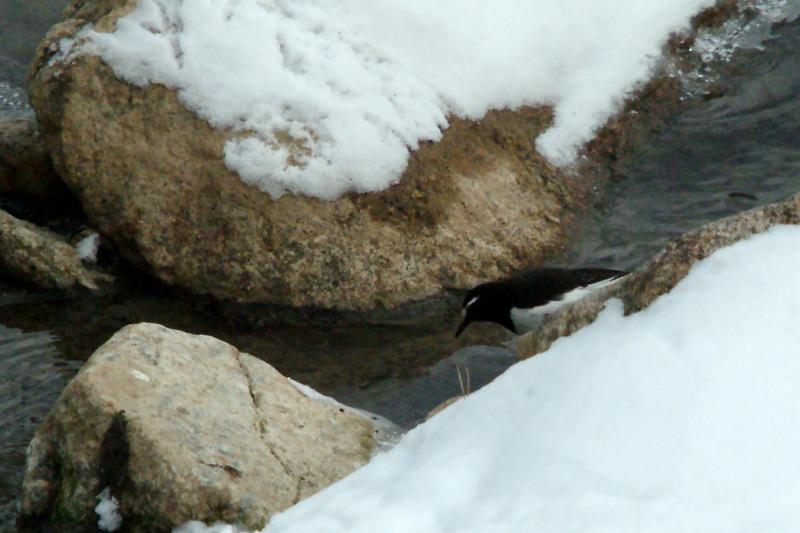 검은등할미새 Motacilla grandis (Japanese Wagtail); DISPLAY FULL IMAGE.