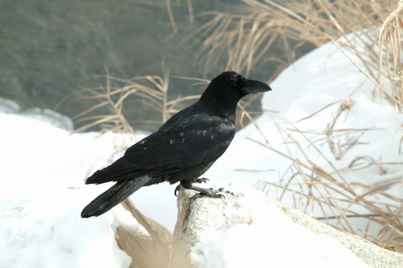 큰부리까마귀 Corvus macrorhynchos (Jungle Crow); DISPLAY FULL IMAGE.