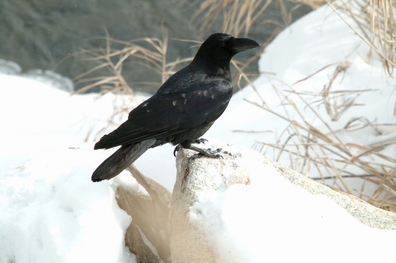 큰부리까마귀 Corvus macrorhynchos (Jungle Crow); DISPLAY FULL IMAGE.