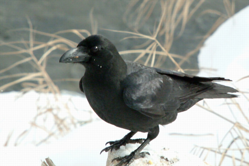 큰부리까마귀 Corvus macrorhynchos (Jungle Crow); DISPLAY FULL IMAGE.