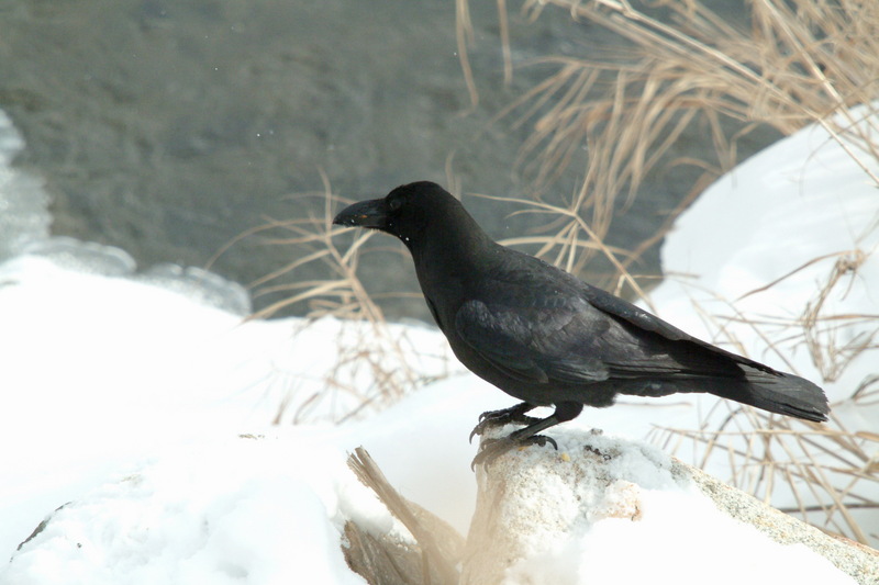 큰부리까마귀 Corvus macrorhynchos (Jungle Crow); DISPLAY FULL IMAGE.