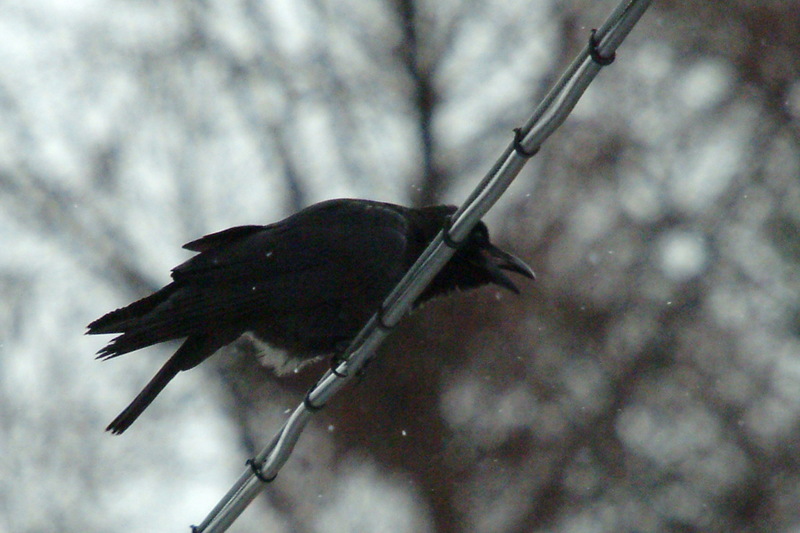 큰부리까마귀 Corvus macrorhynchos (Jungle Crow); DISPLAY FULL IMAGE.