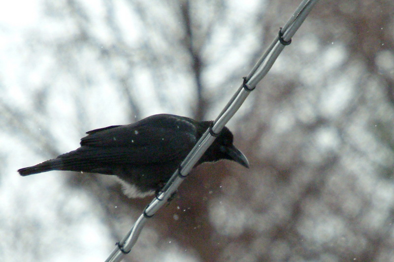 큰부리까마귀 Corvus macrorhynchos (Jungle Crow); DISPLAY FULL IMAGE.