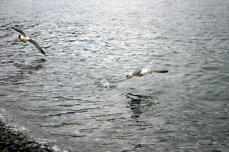 괭이갈매기 Larus crassirostris (Black-tailed Gull); DISPLAY FULL IMAGE.