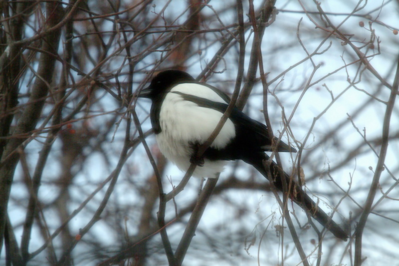 까치 Pica pica (Black-billed Magpie); DISPLAY FULL IMAGE.
