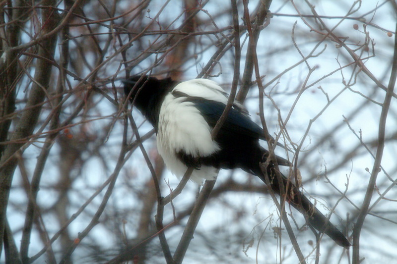 까치 Pica pica (Black-billed Magpie); DISPLAY FULL IMAGE.