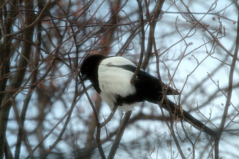 까치 Pica pica (Black-billed Magpie); DISPLAY FULL IMAGE.