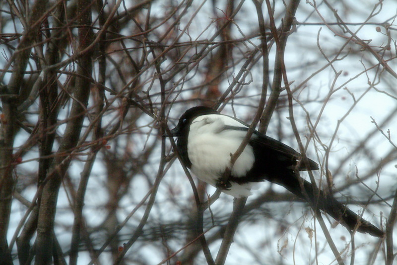 까치 Pica pica (Black-billed Magpie); DISPLAY FULL IMAGE.