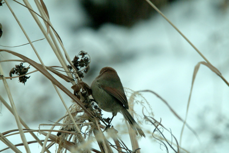 붉은머리오목눈이 Paradoxornis webbianus (Vinous-throated Parrotbill); DISPLAY FULL IMAGE.
