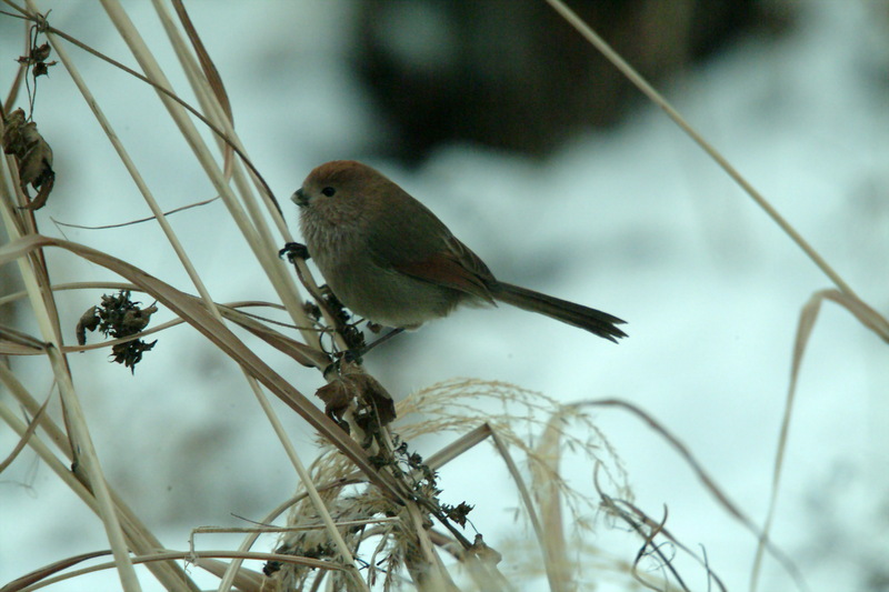 붉은머리오목눈이 Paradoxornis webbianus (Vinous-throated Parrotbill); DISPLAY FULL IMAGE.