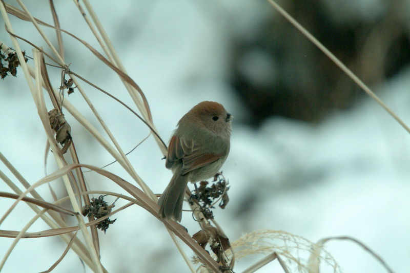 붉은머리오목눈이 Paradoxornis webbianus (Vinous-throated Parrotbill); DISPLAY FULL IMAGE.