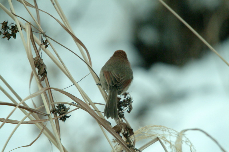 붉은머리오목눈이 Paradoxornis webbianus (Vinous-throated Parrotbill); DISPLAY FULL IMAGE.