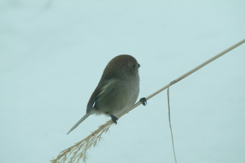 붉은머리오목눈이 Paradoxornis webbianus (Vinous-throated Parrotbill); DISPLAY FULL IMAGE.