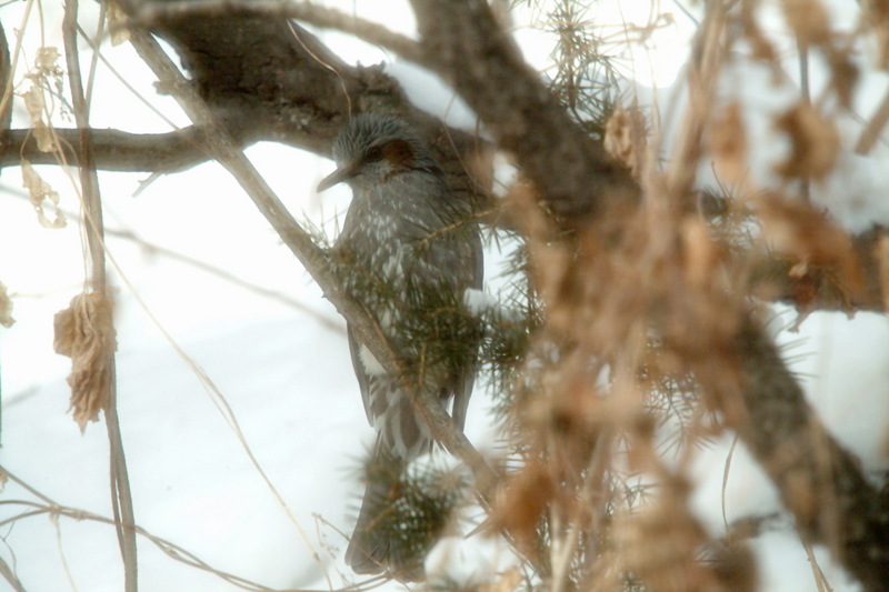 직박구리 Ixos amaurotis (Brown-eared Bulbul); DISPLAY FULL IMAGE.